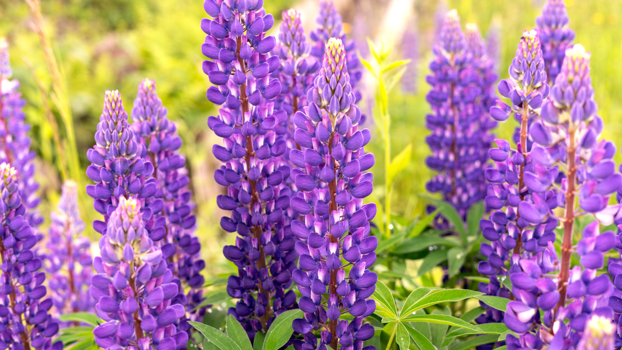 purple lupines in garden border