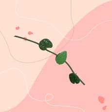 Green leaf-shaped plant clip attached to silver pothos on pink graphic background