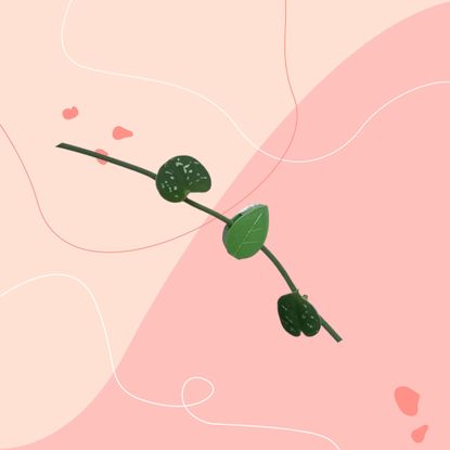 Green leaf-shaped plant clip attached to silver pothos on pink graphic background