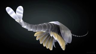 ancient shrimp-like creature
