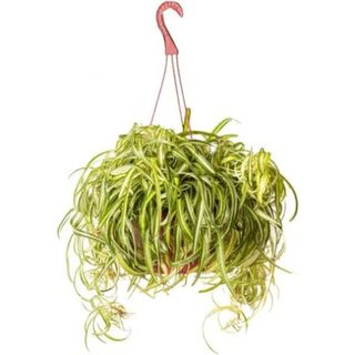 LiveTrends Spider Plant House Plant