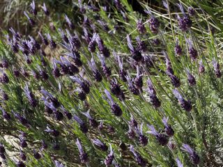 Spanish Lavender (Lavandula stoechas) flowering at La Pedriza wilderness area in the Upper Manzanares Basin Regional Park