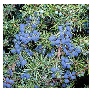 A close-up of a juniper tree