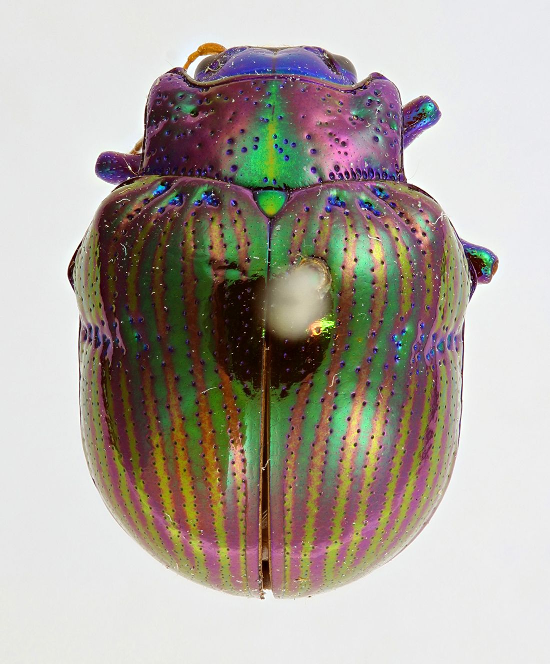 Meet the Beetles: Stunning Museum Specimens from London: Page 2