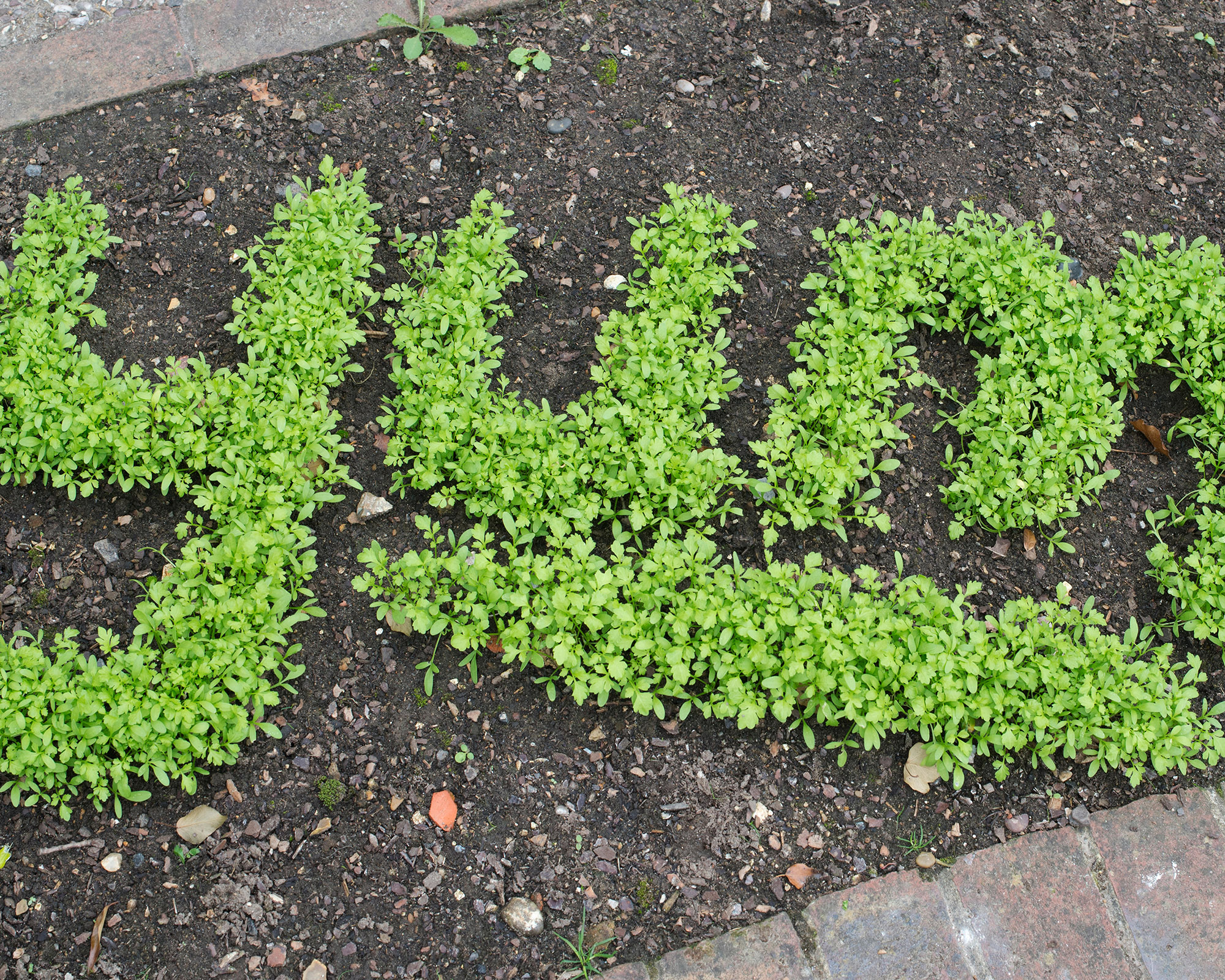 Fine curled cress spelling YUM in a garden border at RHS Wisley Gardens