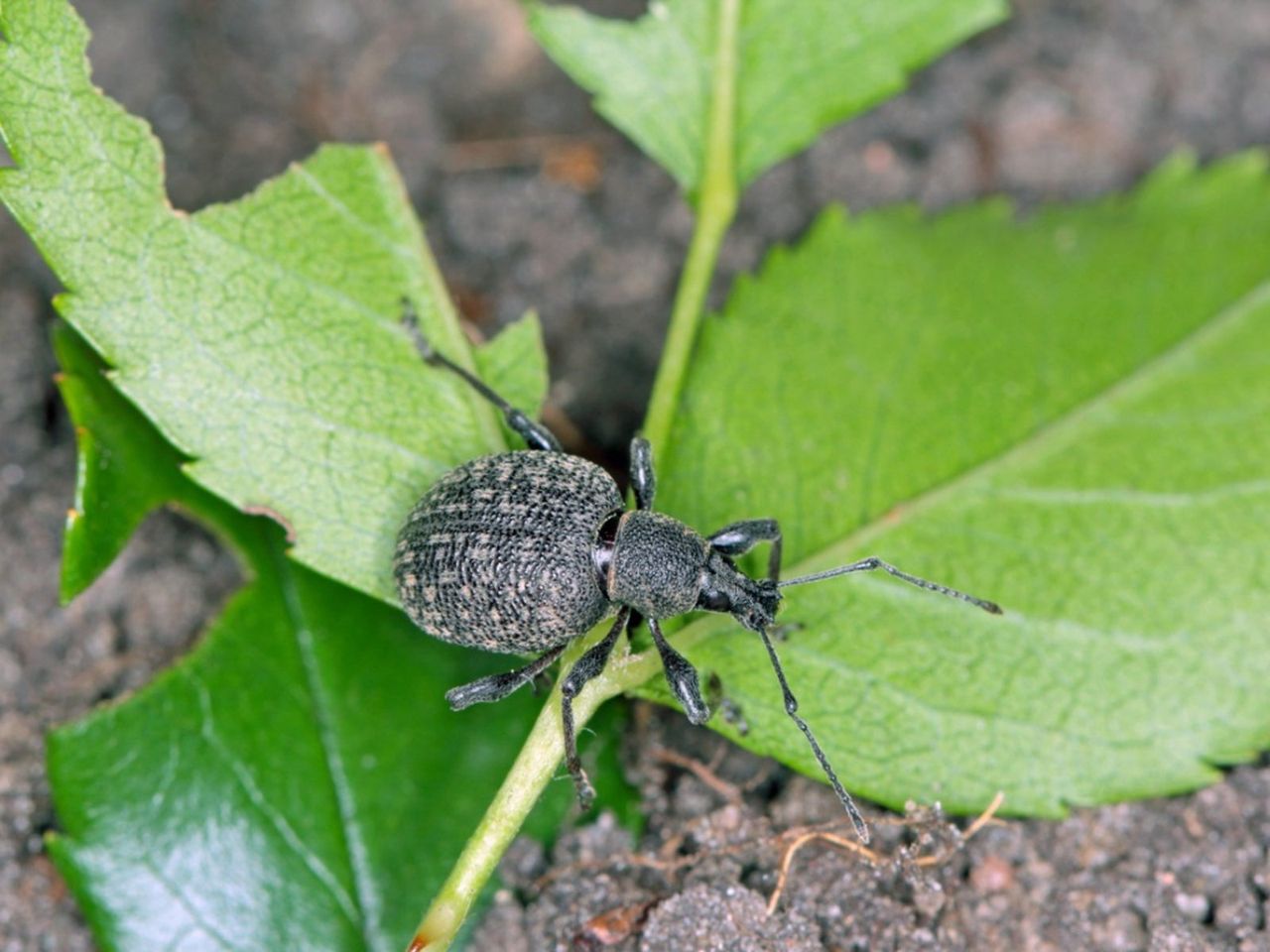 Root Weevil Pest