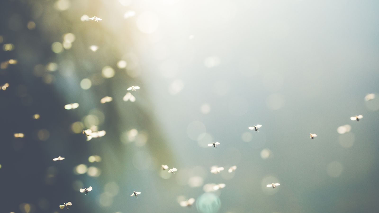 How to get rid of gnats with white vinegar with expert tips