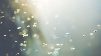 Gnats buzzing in a group outside