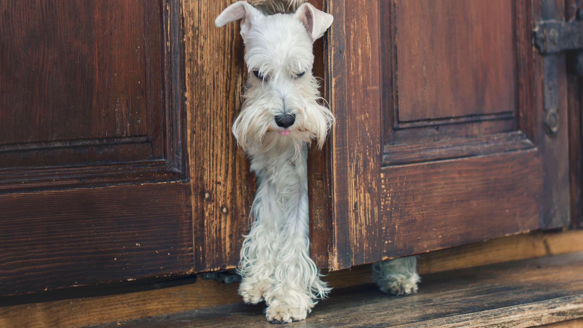 Schnauzer pushing out of a door