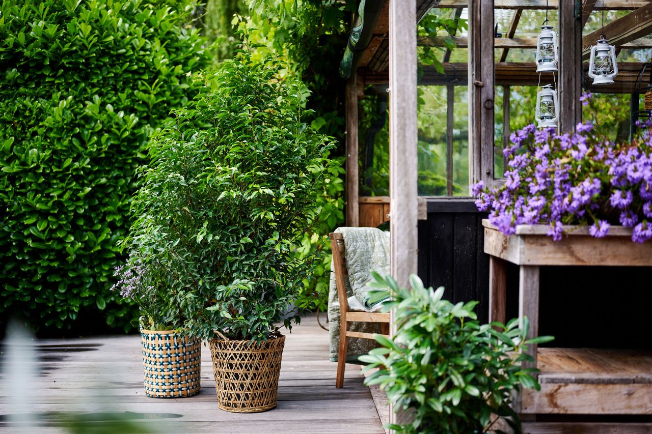 plants in wicker pots in a yard with purple flowers