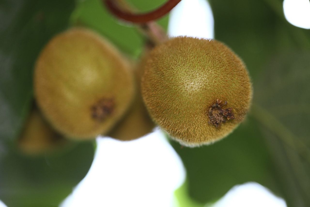 Kiwi Fruits