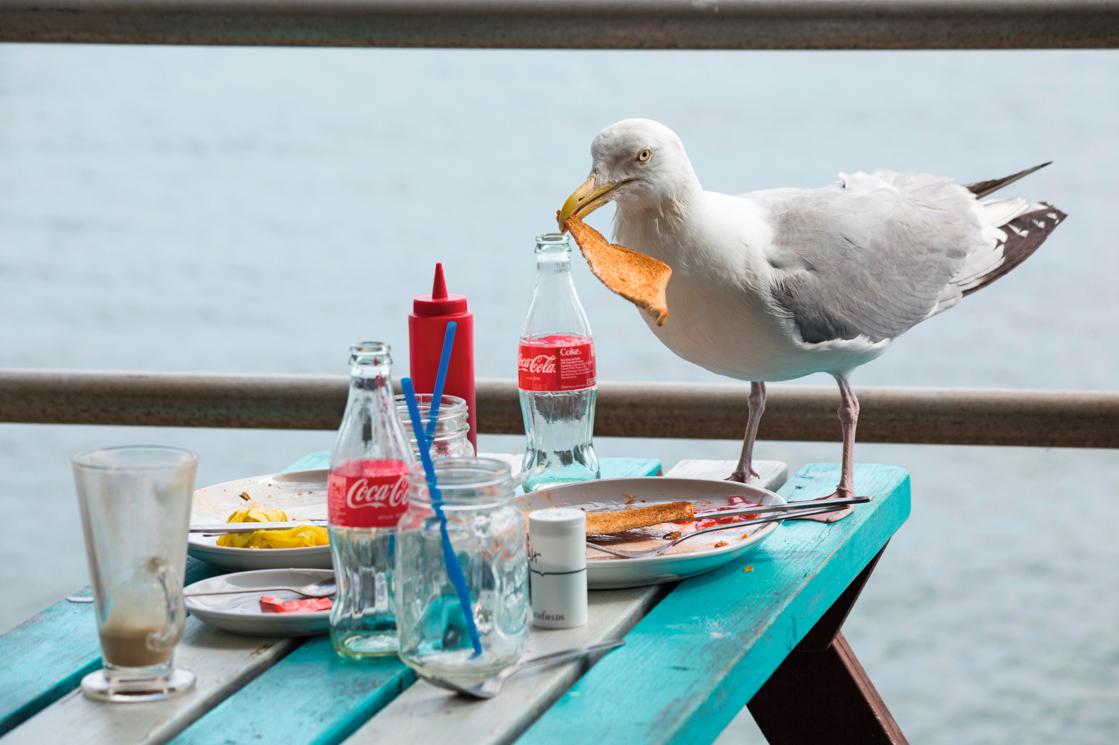 A seagull clearing away some leftovers by the seaside