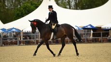 2024 Royal Windsor hack championship WINNER Shildons Plan B