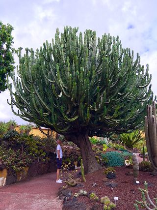 Gran Canaria World Biosphere