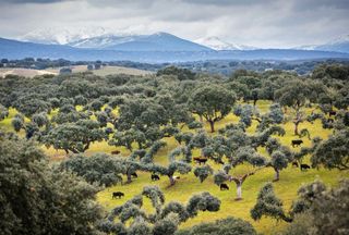 A travel guide to Salamanca province