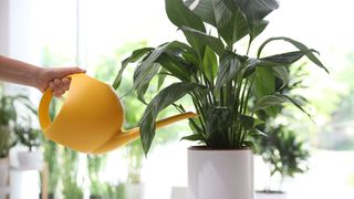woman watering her peace lily with yellow watering can