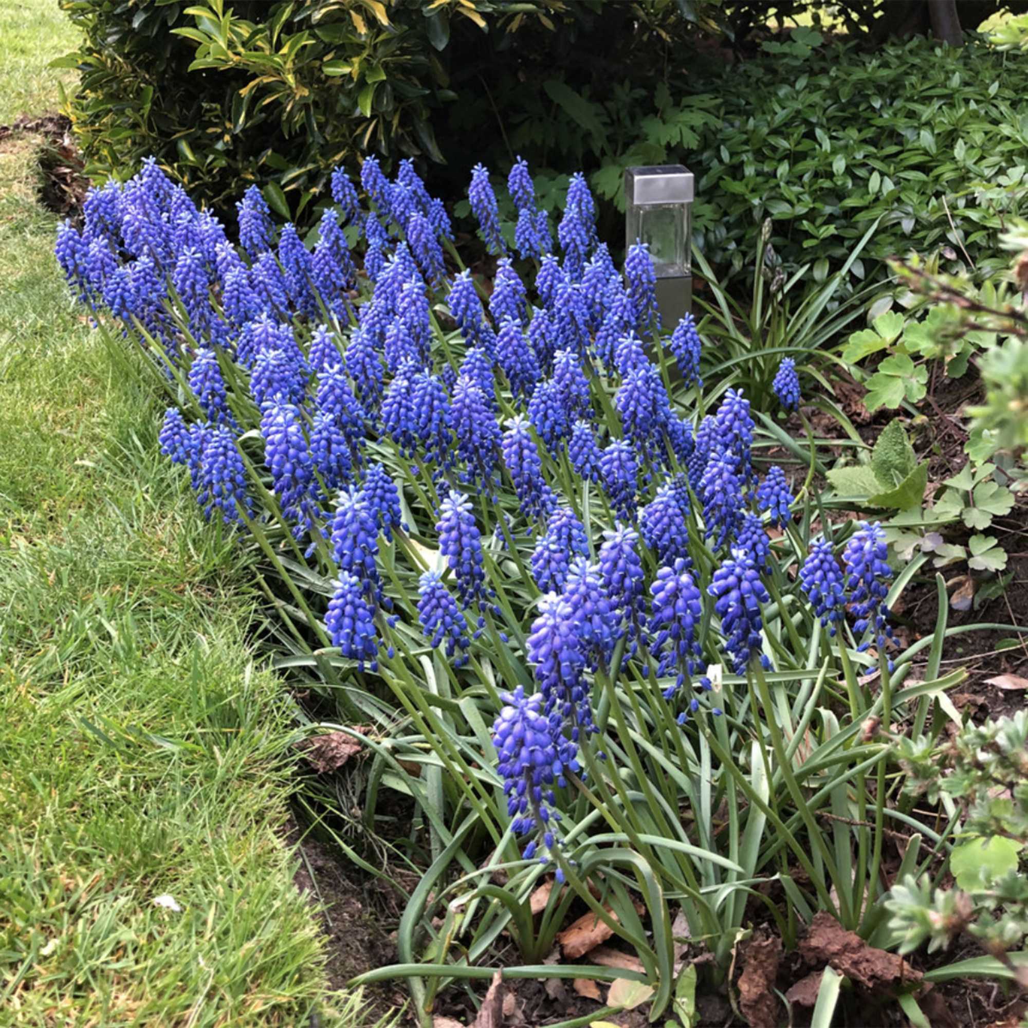 Muscari Armeniacum 7cm+