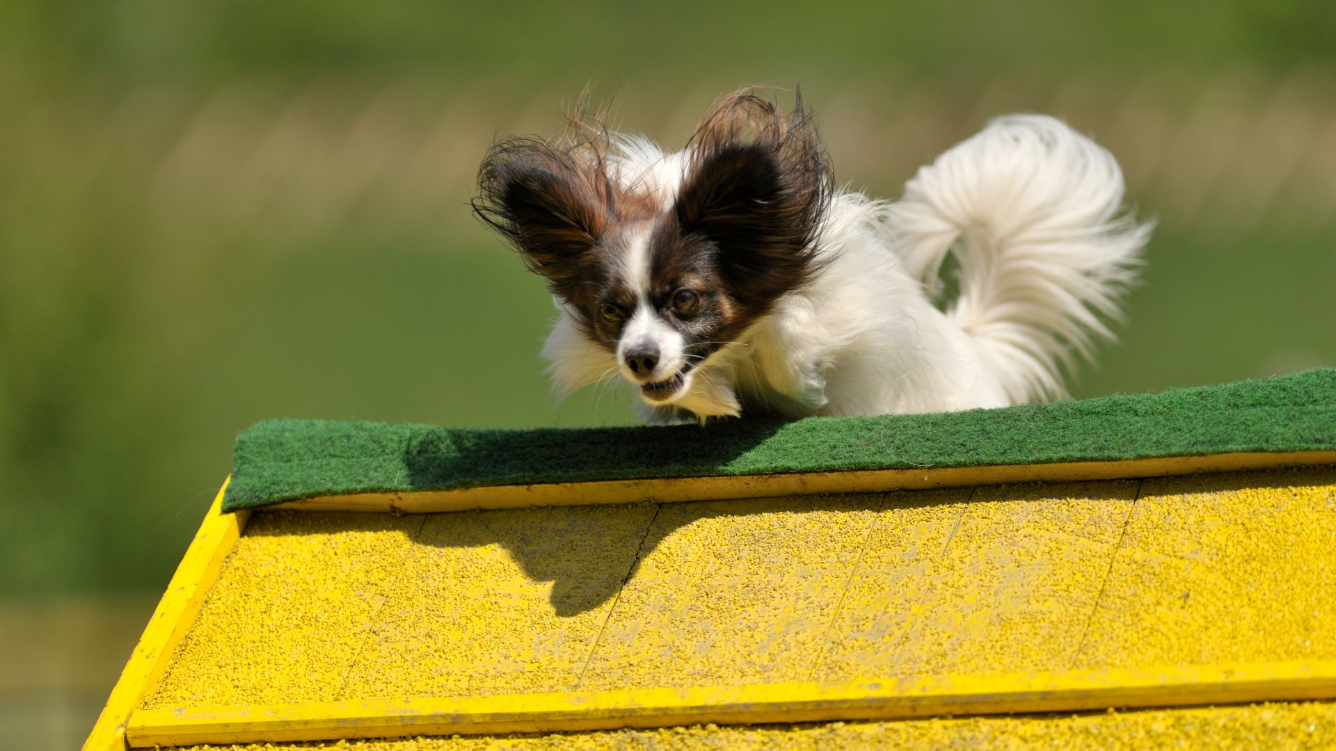 Papillon running over a ramp in dog agility