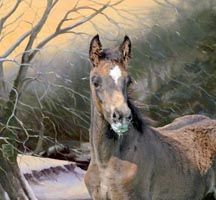 Patrick-rescue-foal-pic.jpg