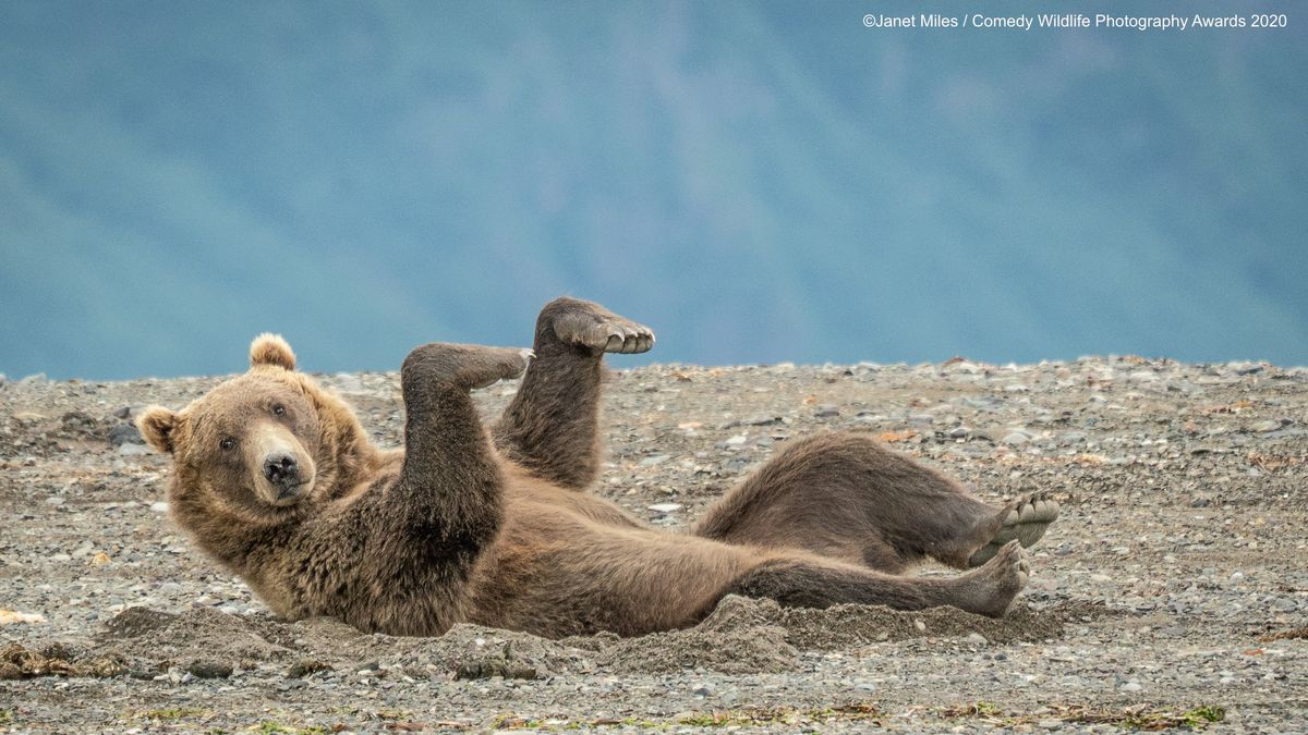 Comedy Wildlife Photography Awards 2020