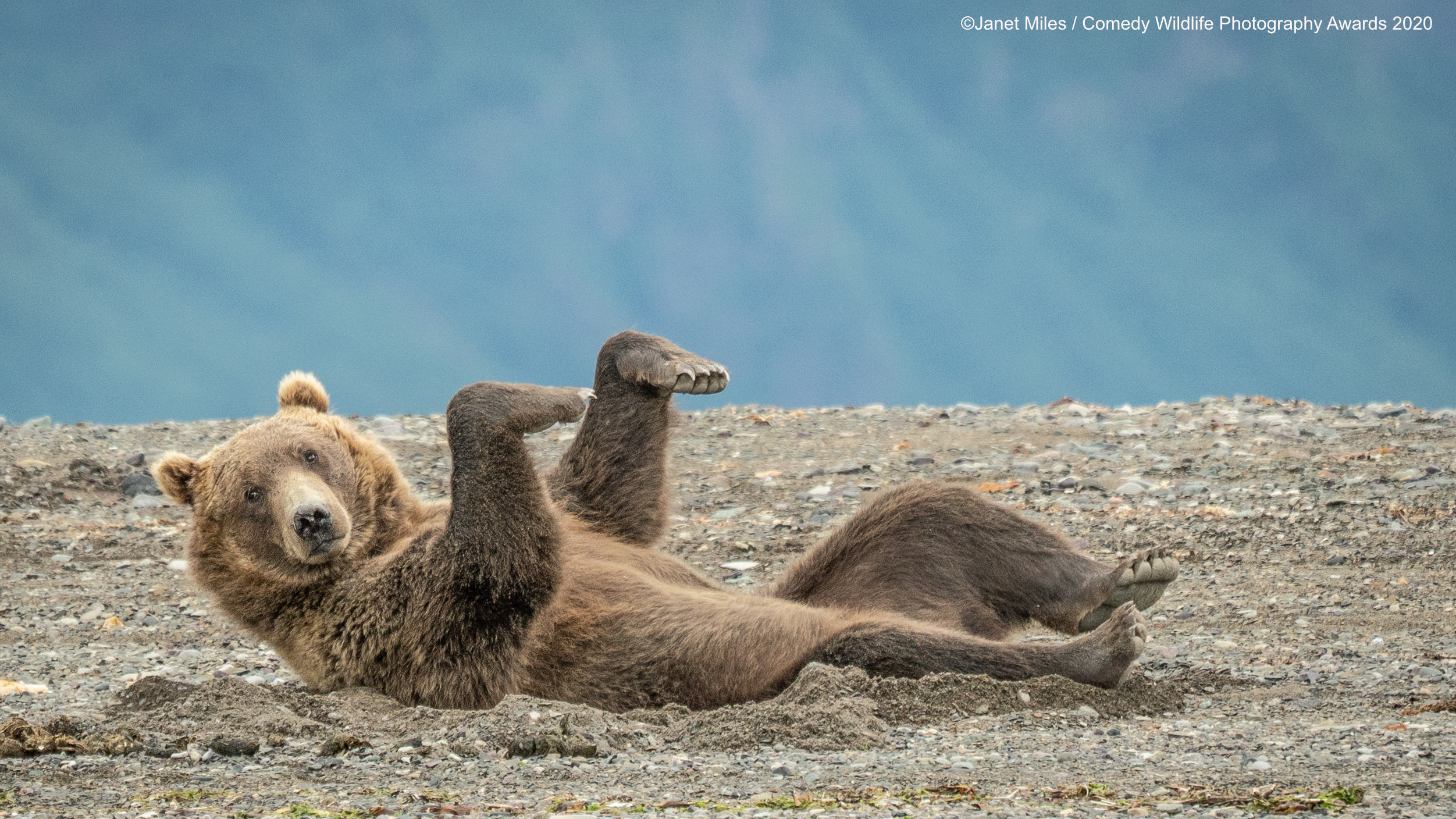 These wildlife photos are comedy gold… but could you do even better? |  Digital Camera World
