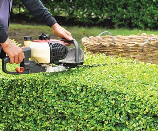 Gardener trimming green bush with trimmer machine