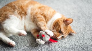 Ginger cat playing