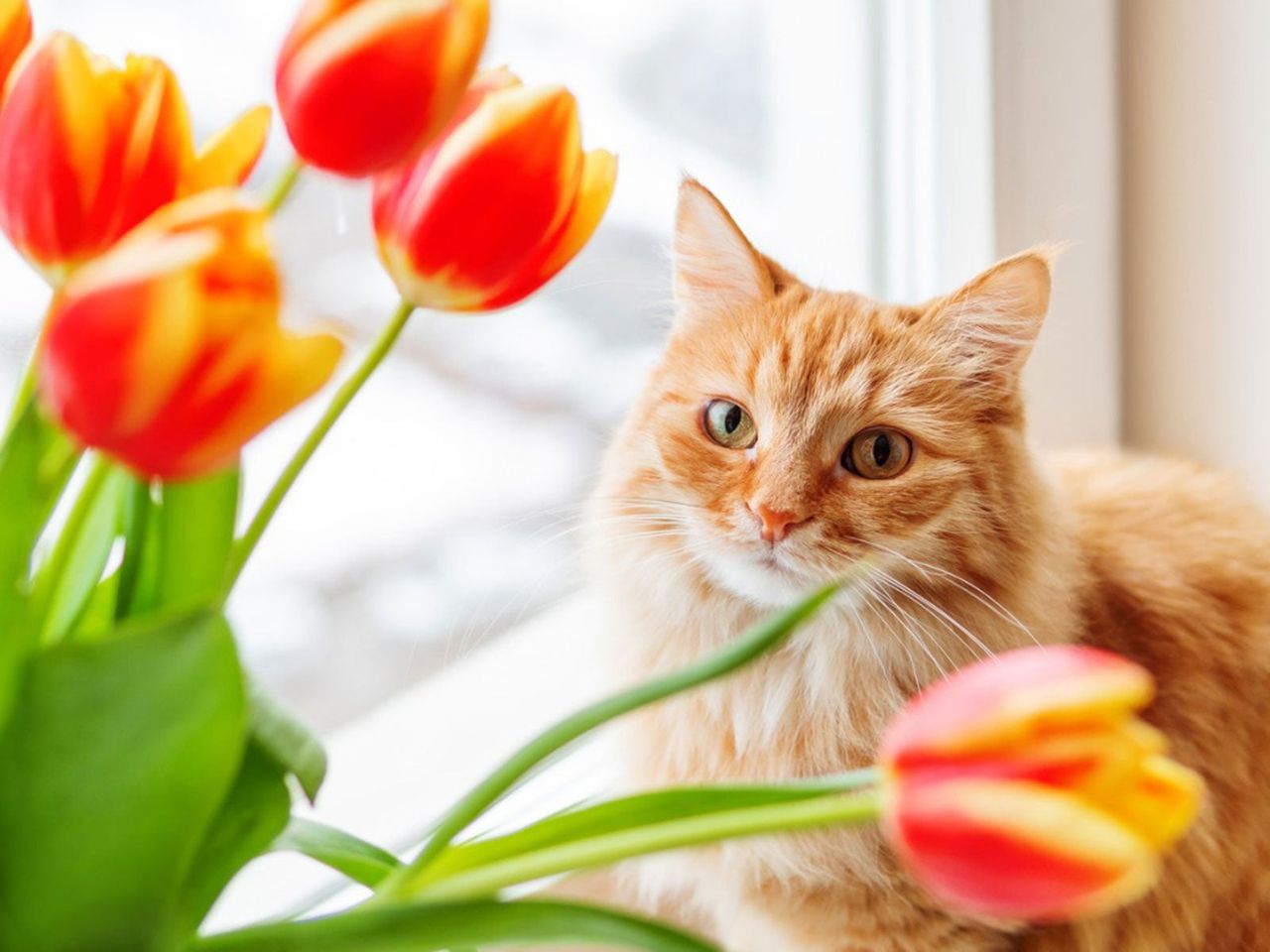 Orange Cat Next To Bouquet Of Tulips