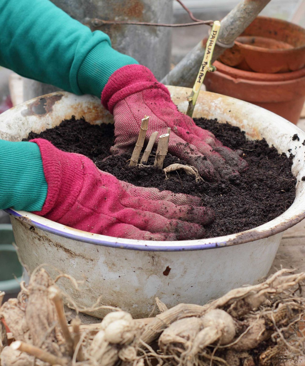 How to grow dahlias in pots: expert tips for containers | Homes & Gardens