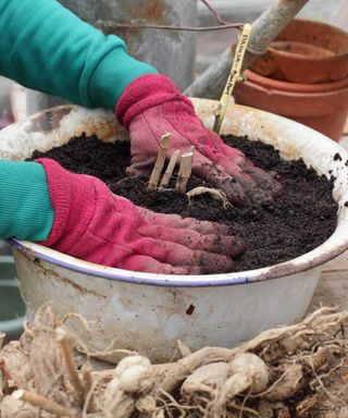 planting dahlia tubers