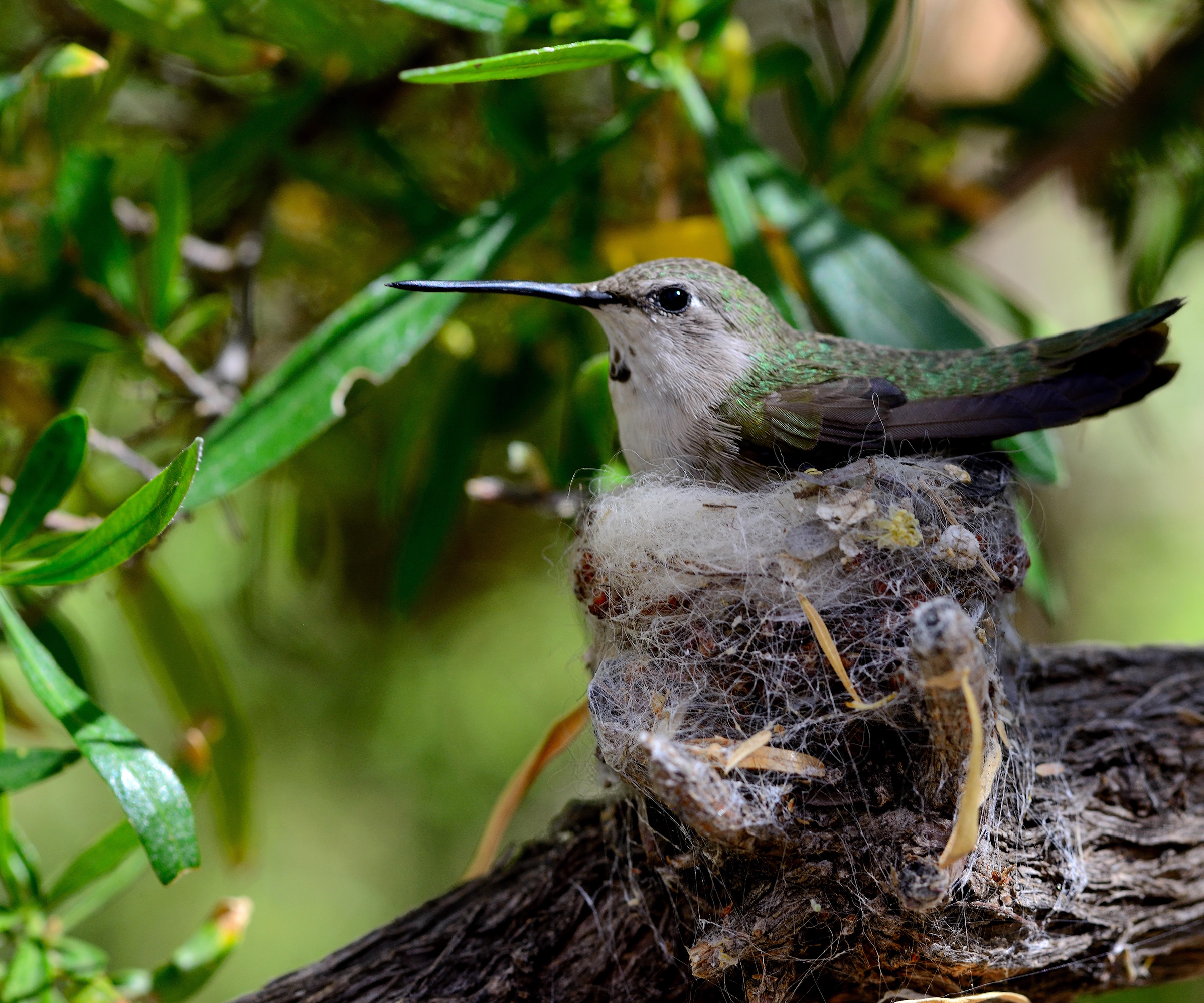 Hummingbird nest