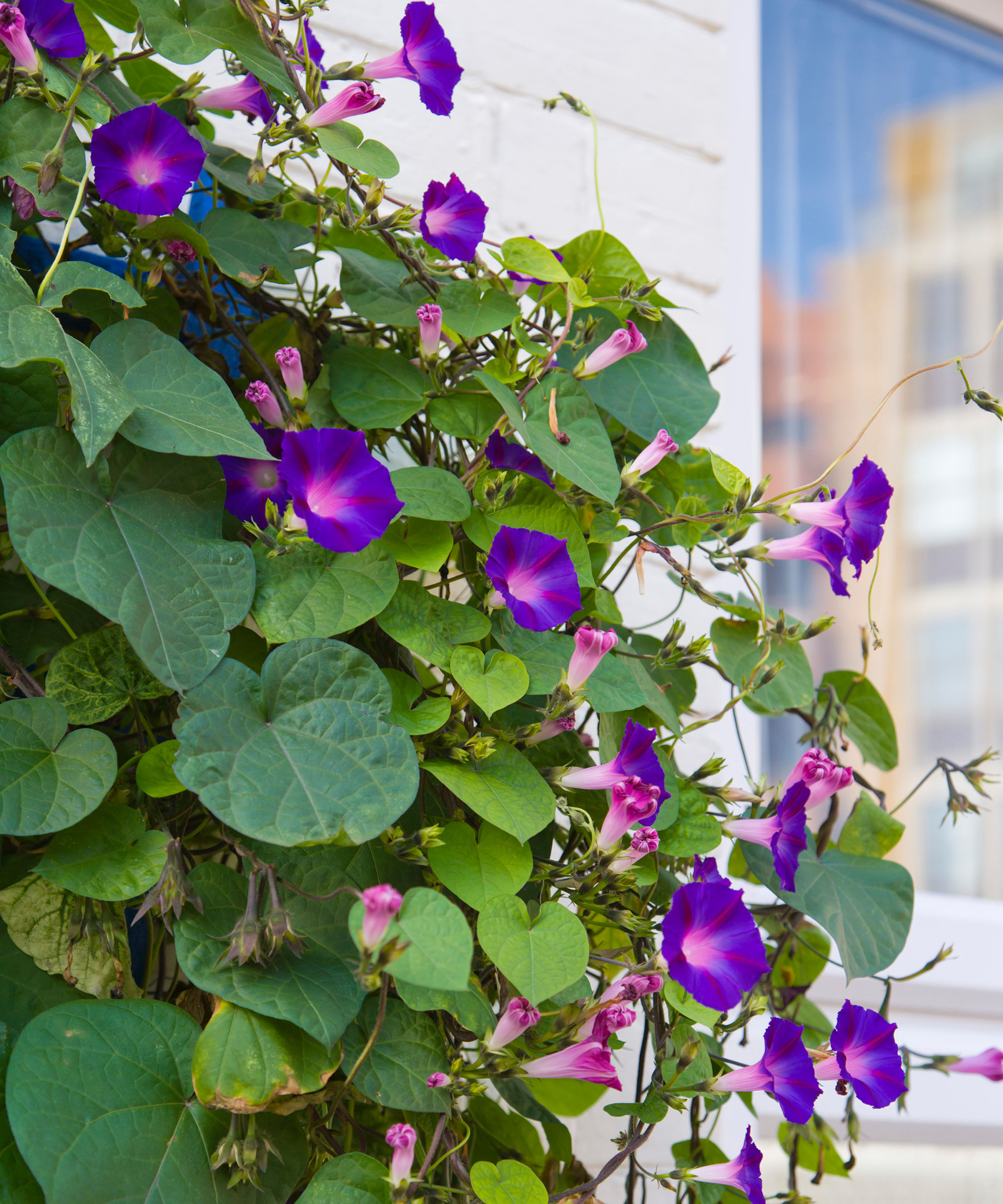 Why is my morning glory not blooming? 5 solutions to try | Gardeningetc