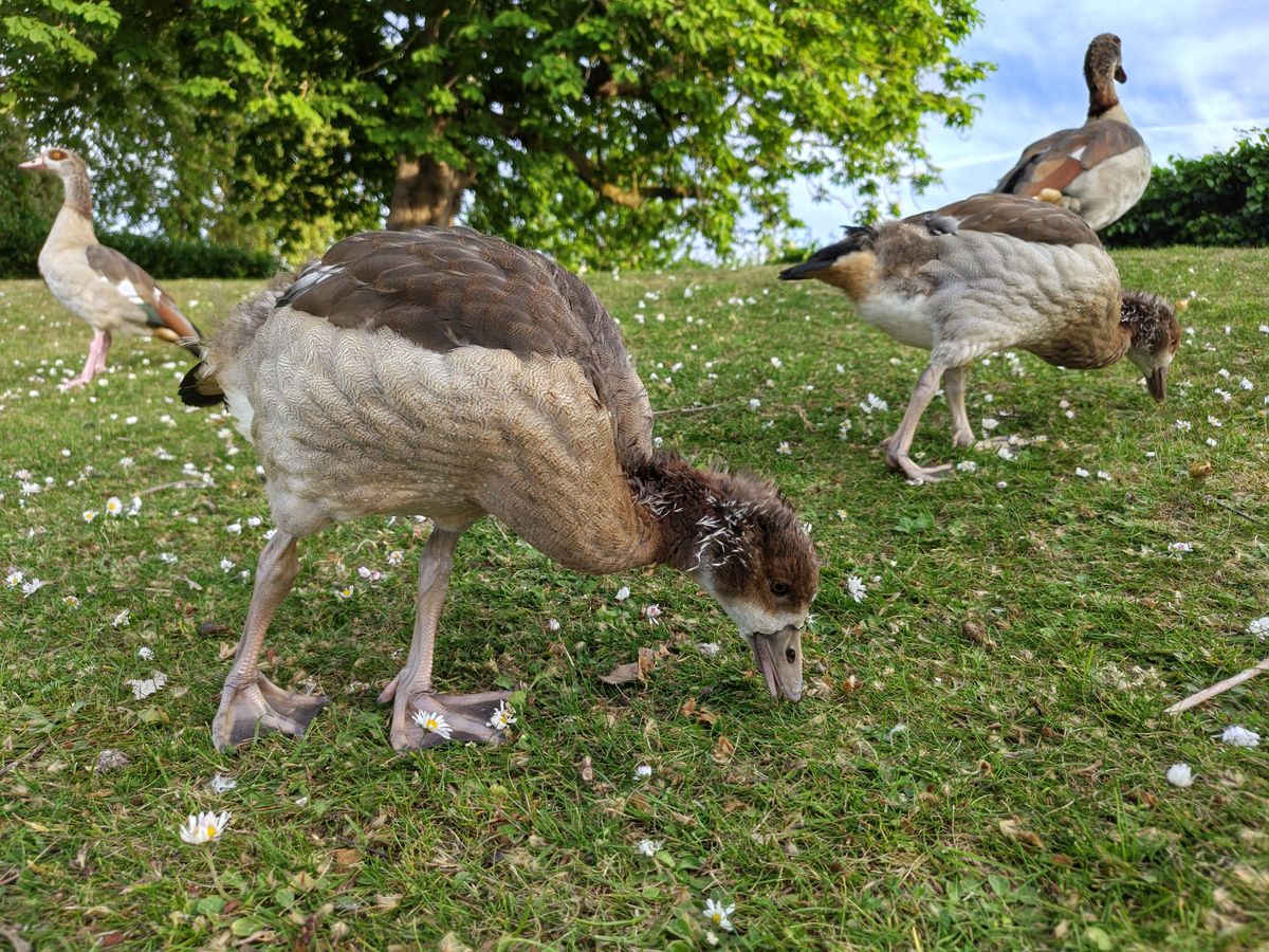 A camera sample taken on the Motorola Edge 70 Fusion, showing some geese.