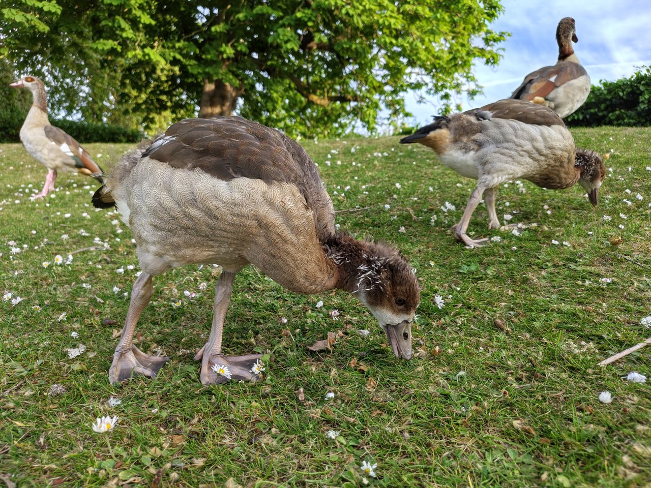 A camera sample taken on the Motorola Edge 70 Fusion, showing some geese.