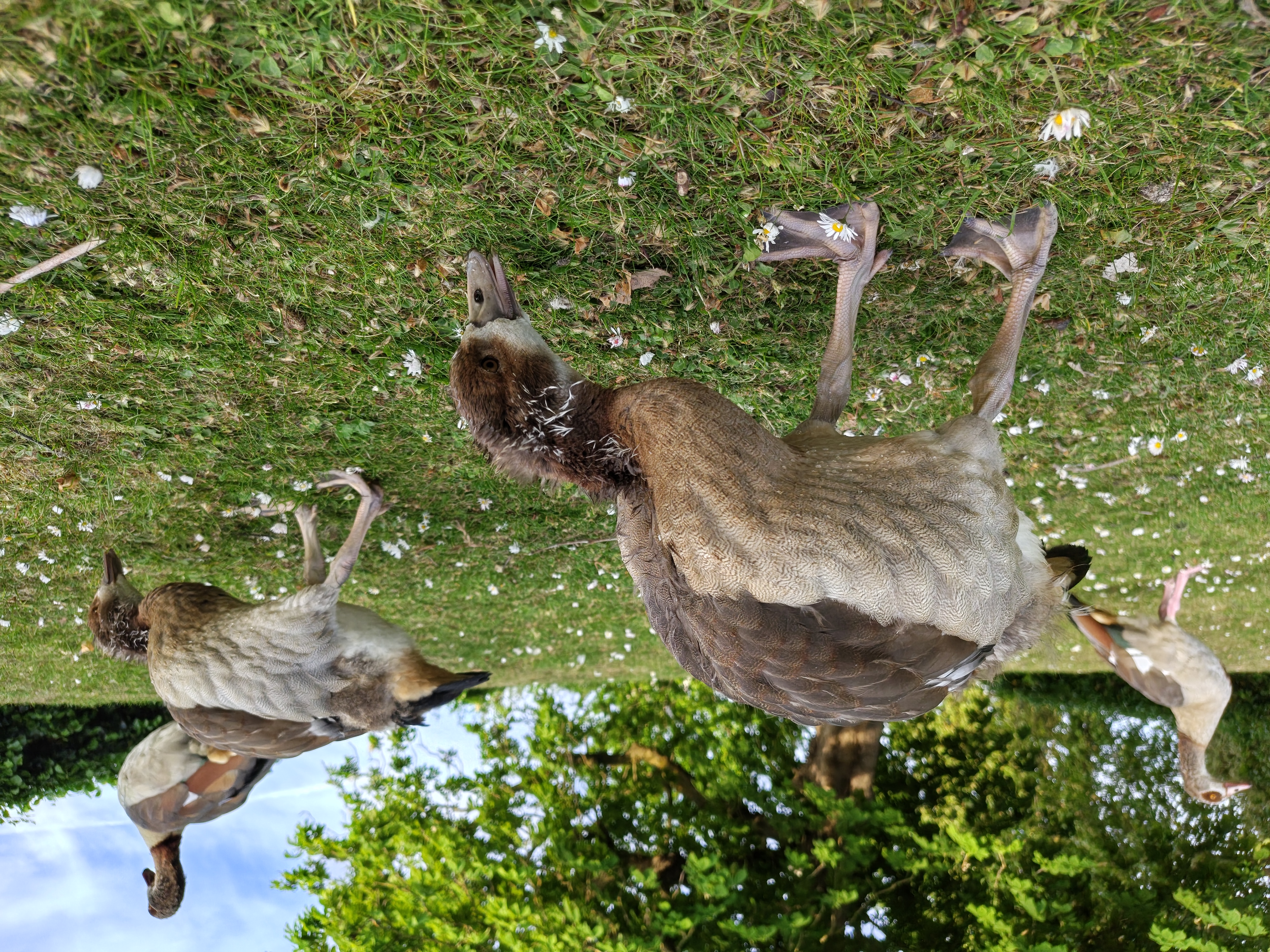 A camera sample taken on the Motorola Edge 70 Fusion, showing some geese.