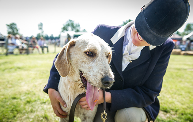Cheshire Magnum 15 — the champion drag hound — makes the most of all the fuss and attention (credit www.sarahfarnsworth.co.uk)