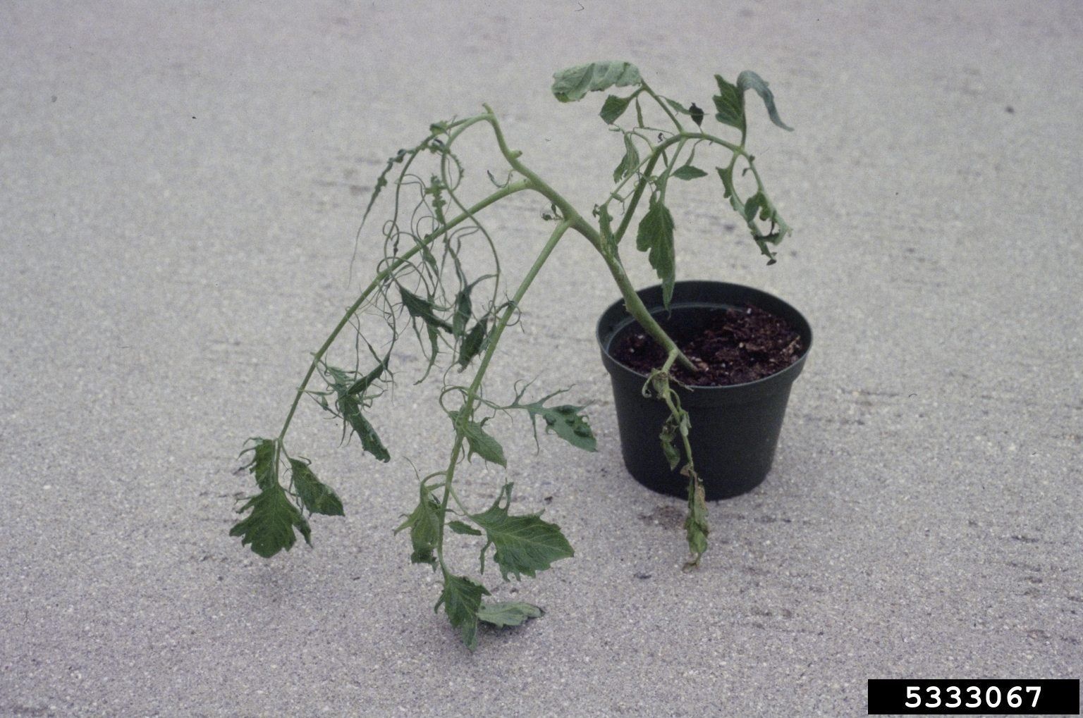 tobacco mosaic virus tomatoes Plant snapshots: Tomato virus Tomato - Tobacco mosaic virus