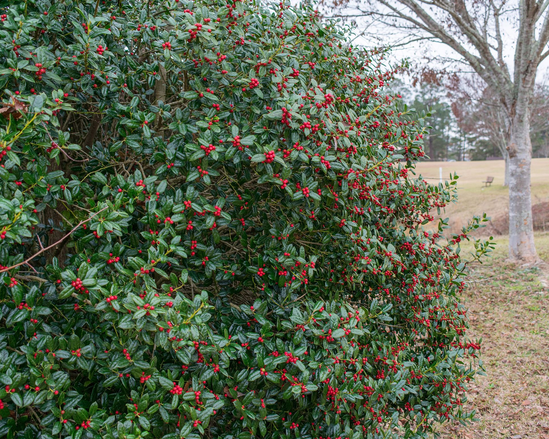 how-and-when-to-prune-holly-bushes-for-the-best-results-gardeningetc