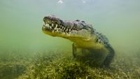 Photo looking head-on at a saltwater crocodile underwater. 