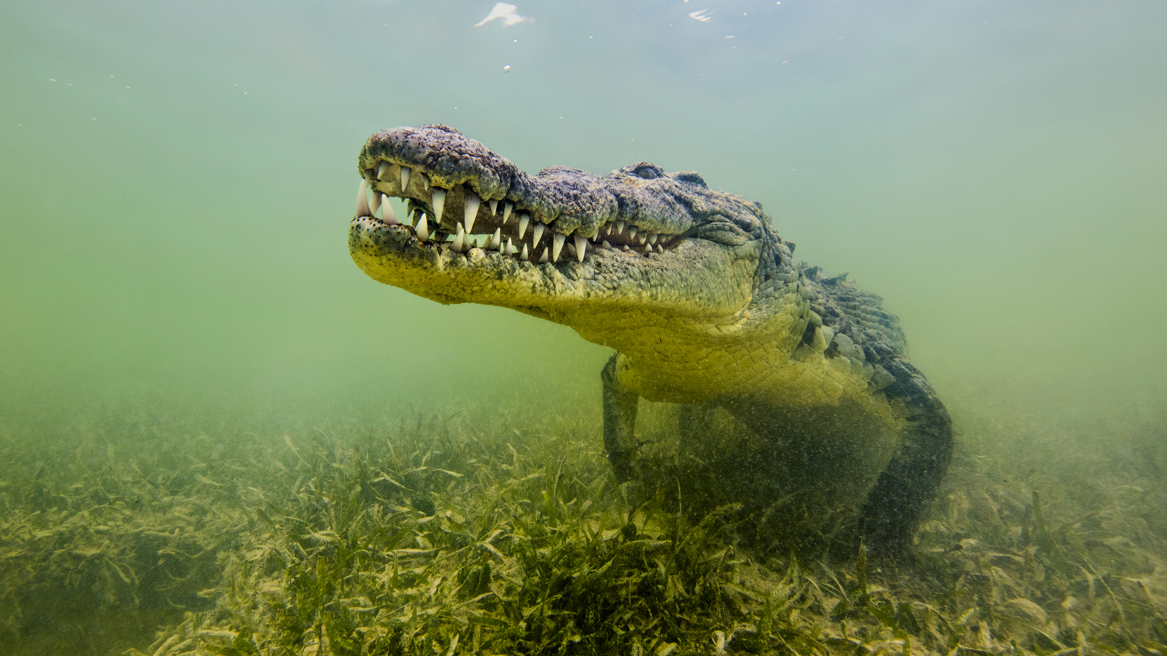 Photo looking head-on at a saltwater crocodile underwater. 