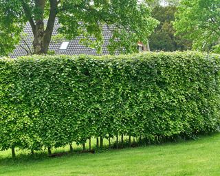 hornbeam hedge surrounding a garden in spring