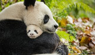 Pandas hugging in Born in China