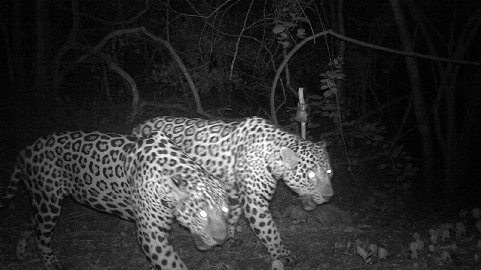 A camera trap image of the male jaguar pair in Brazil.