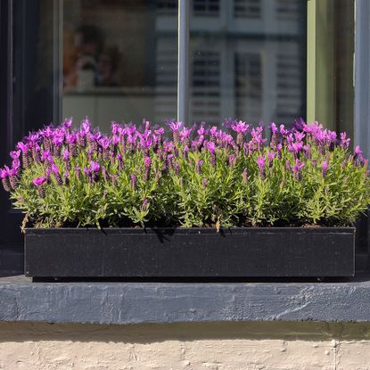 Lavender in window box 