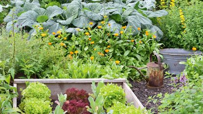 Raised beds in vegetable garden with brans, beets, lettuce, and marigolds