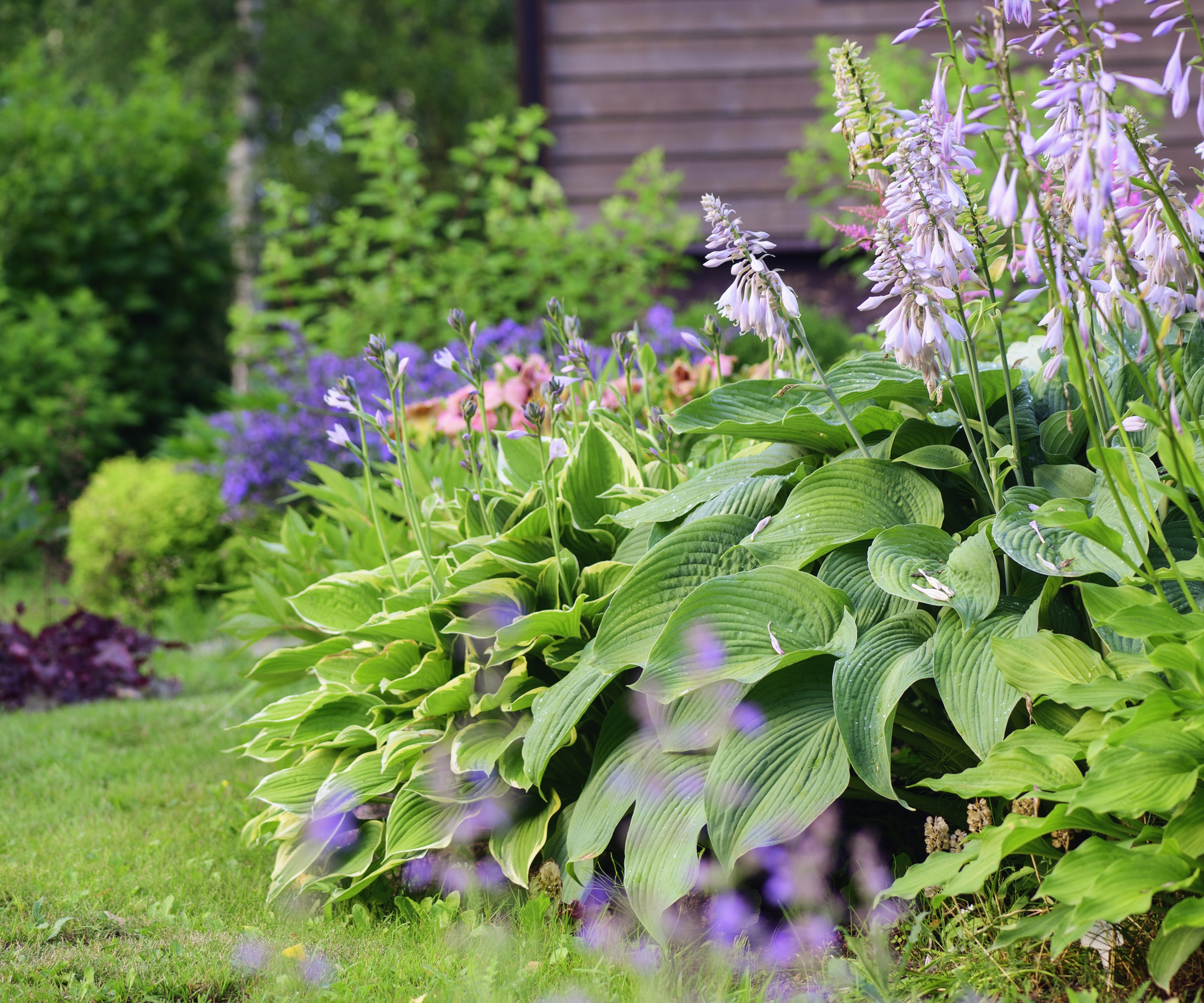 Hosta