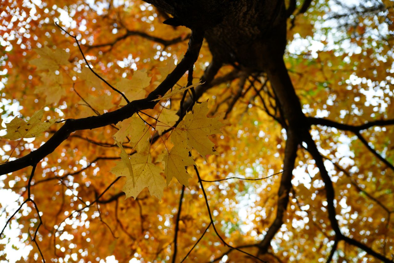 Sample images taken with the Tamron 16-50mm f/2.8 A and the Sony A6700