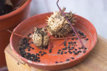 datura seeds