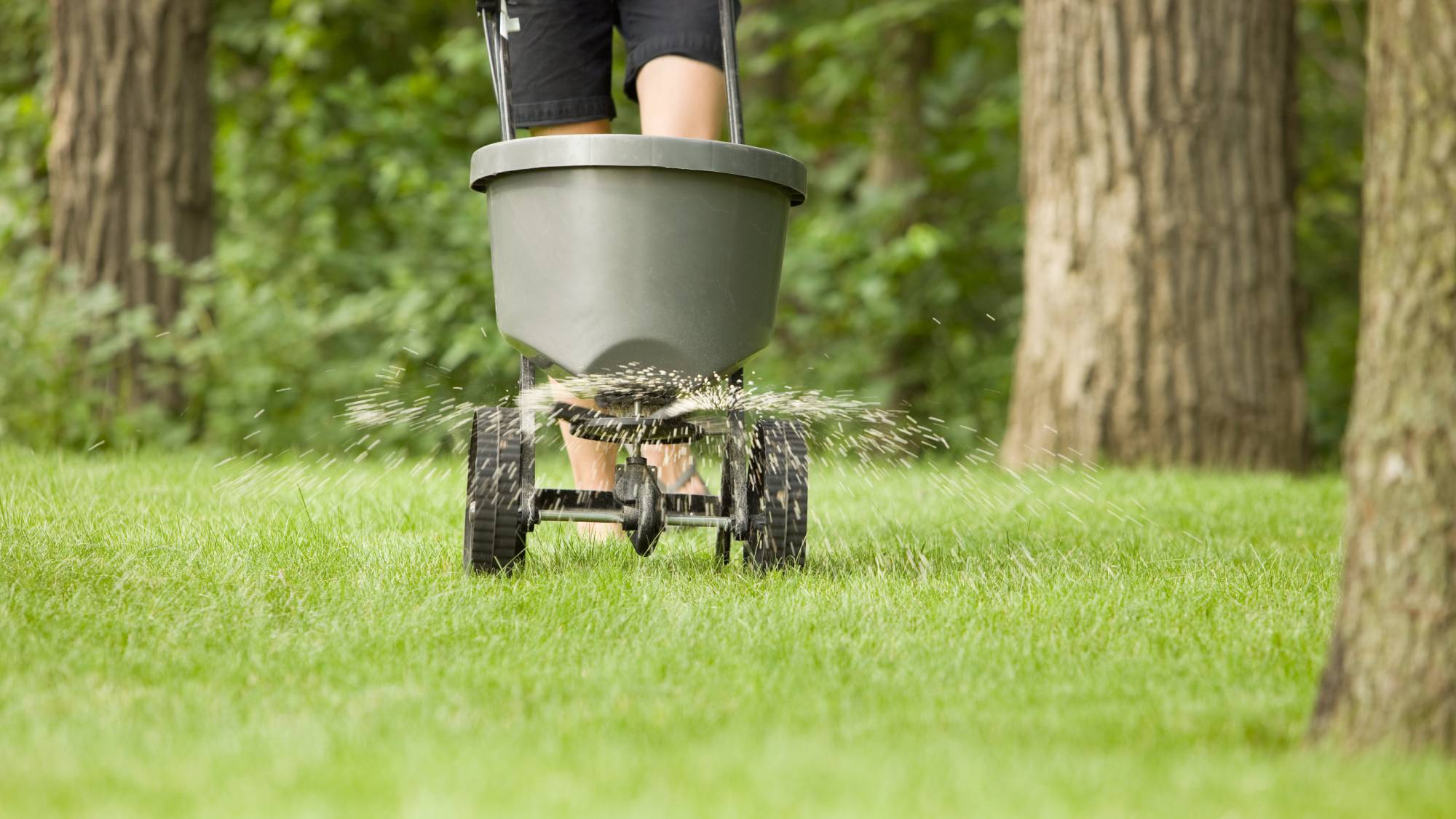 Spreading winterizer fertilizer on lawn