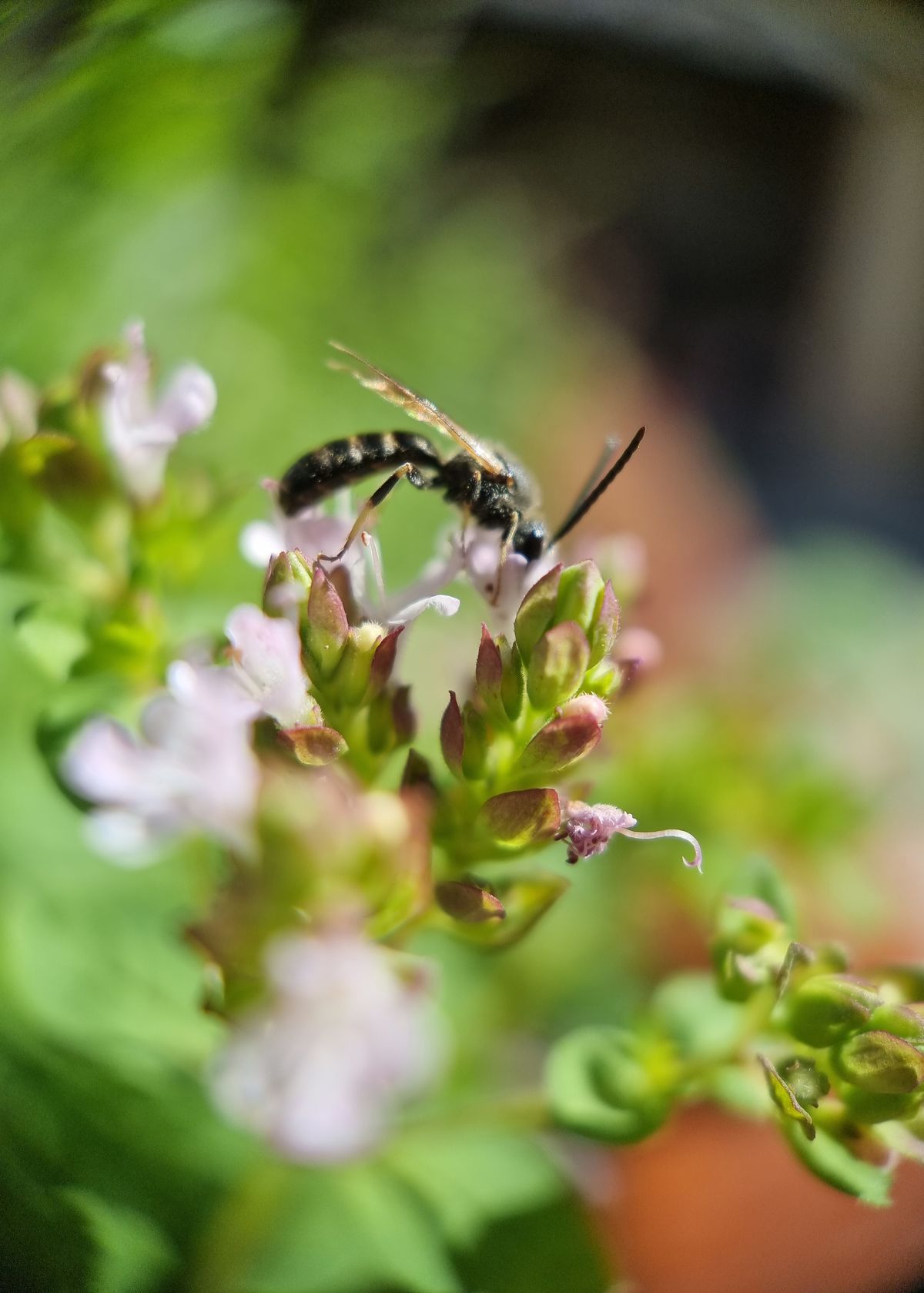 Moment Macro 10x lens review